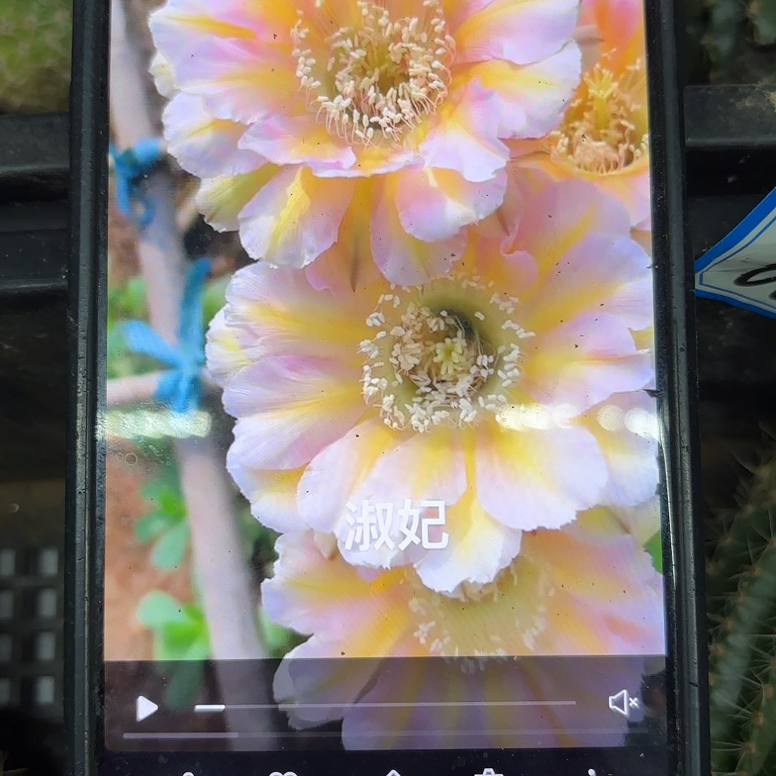 淑妃彩侧牙28包邮仙人球39