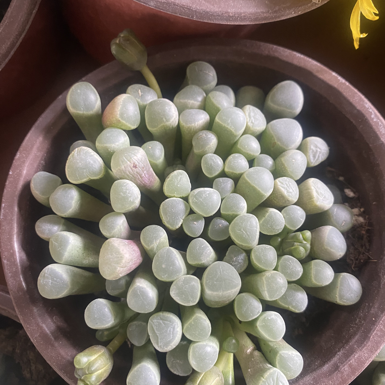 五十铃玉多肉植物大群生新手好养带土原盆栽培会开花