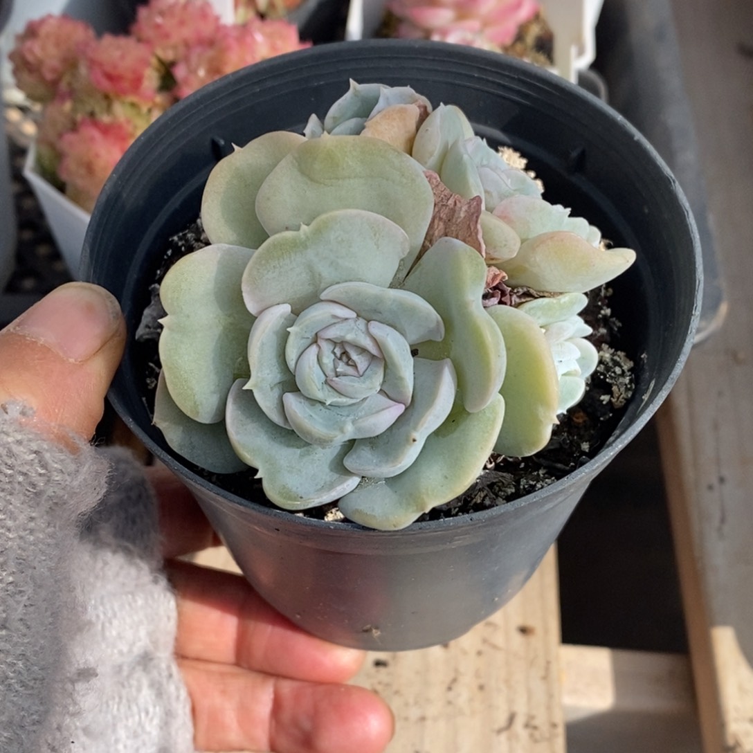 精品多肉一物一拍不包整331