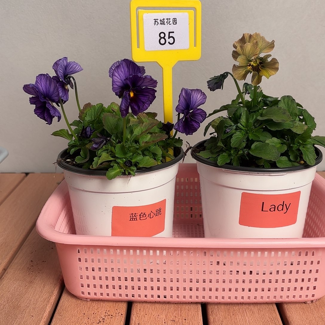 大部分开放少量花苞85