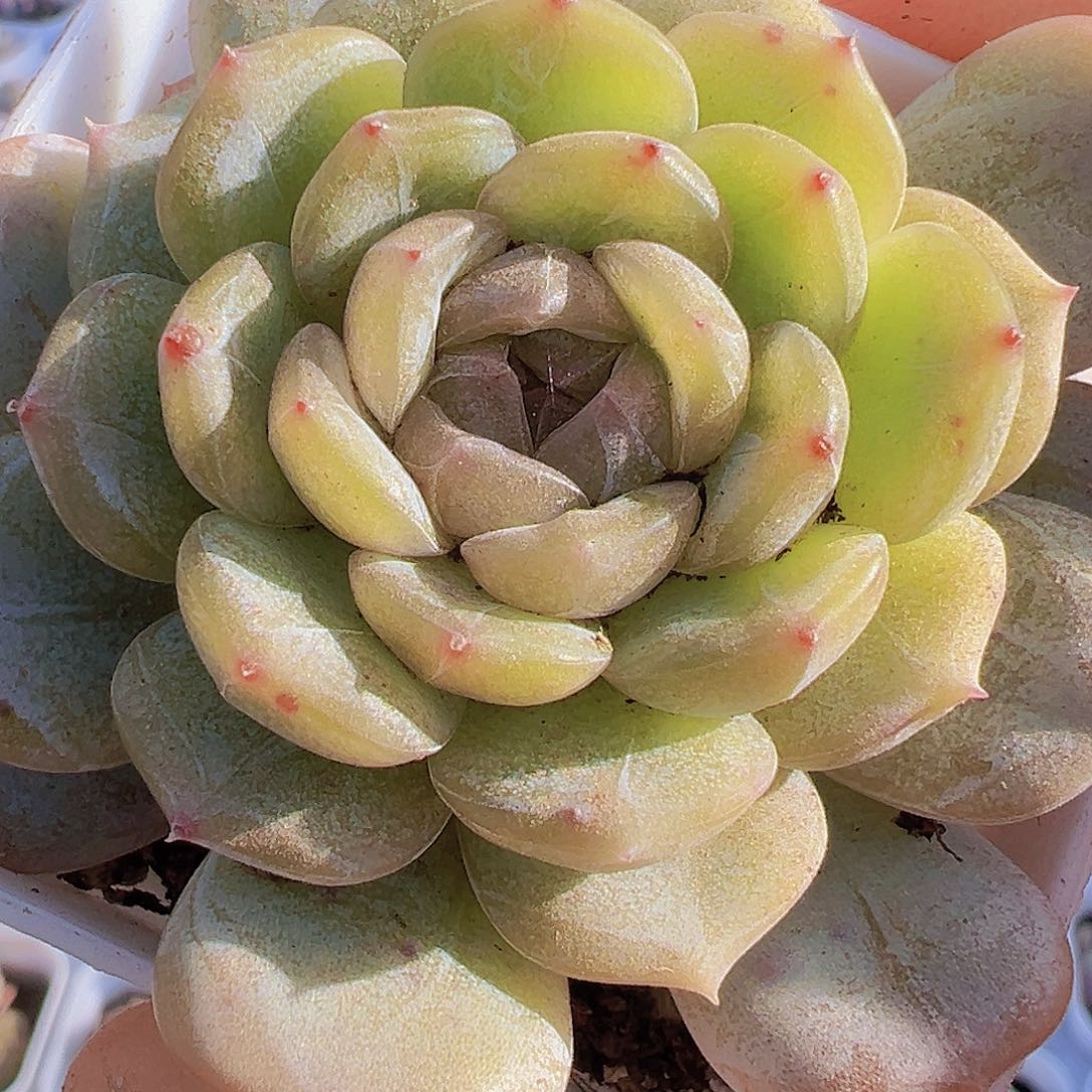 大单头白恋19包邮多肉