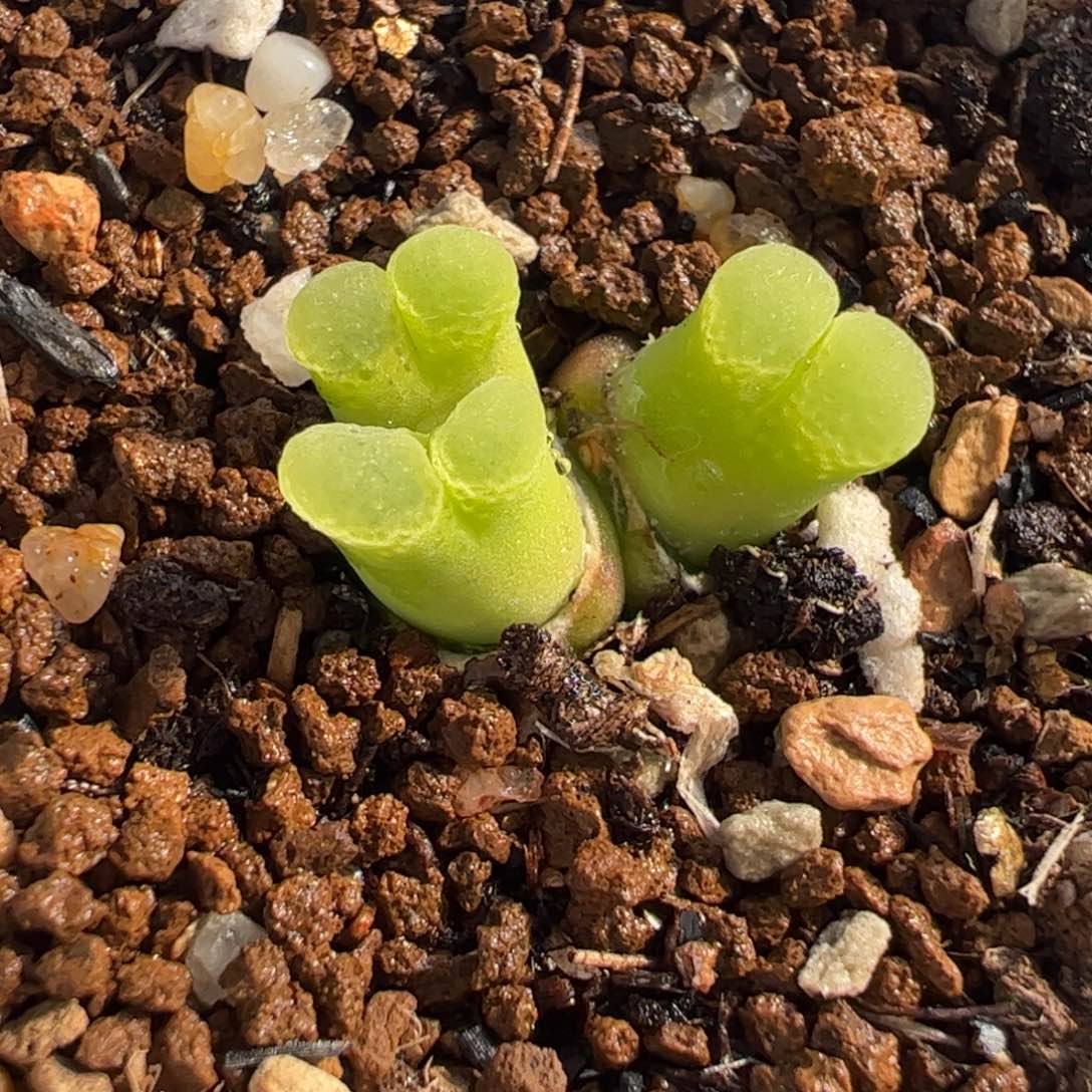 053多肉植物百科