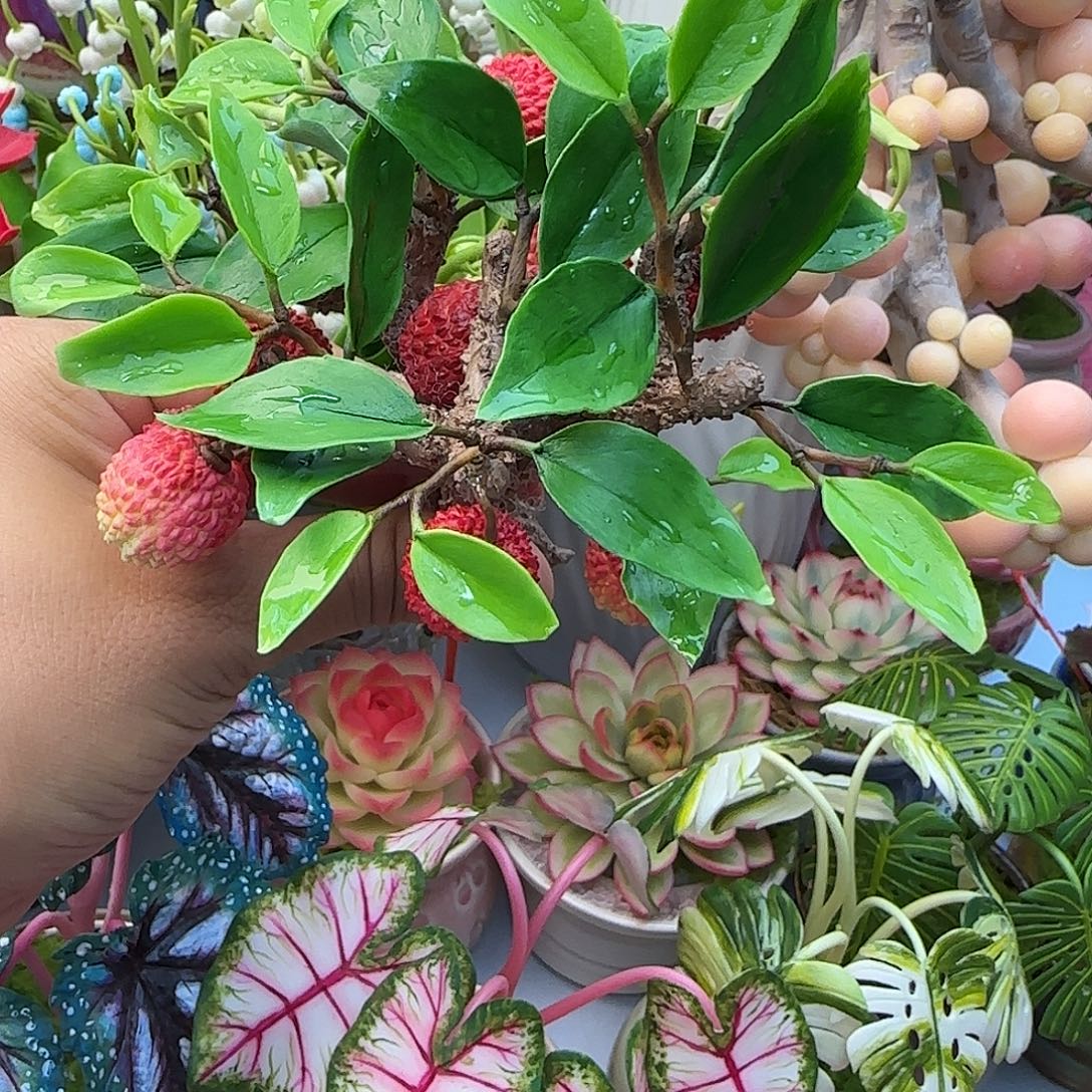 树脂粘土仿真荔枝
