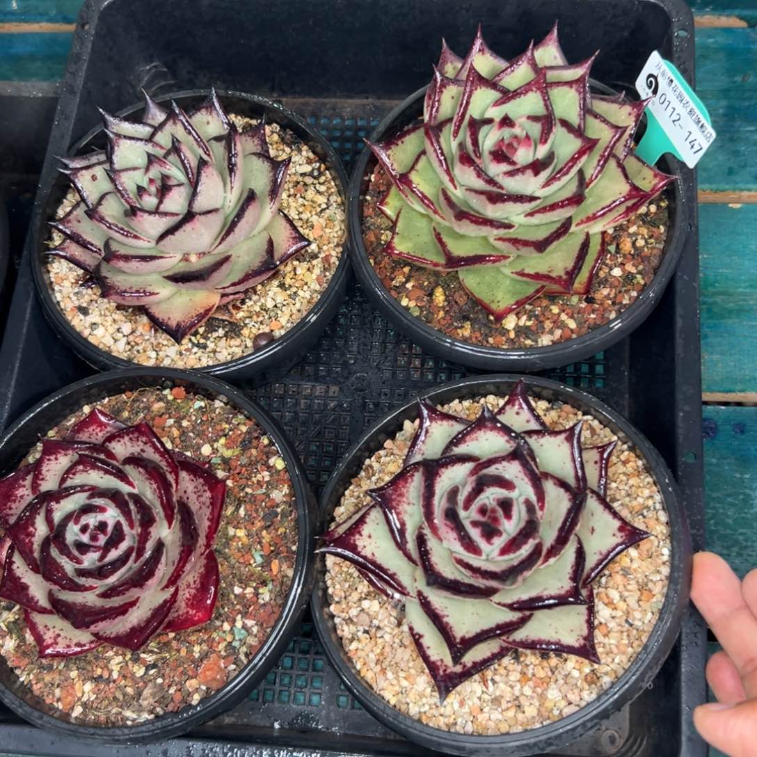 多肉一物一拍0112.147