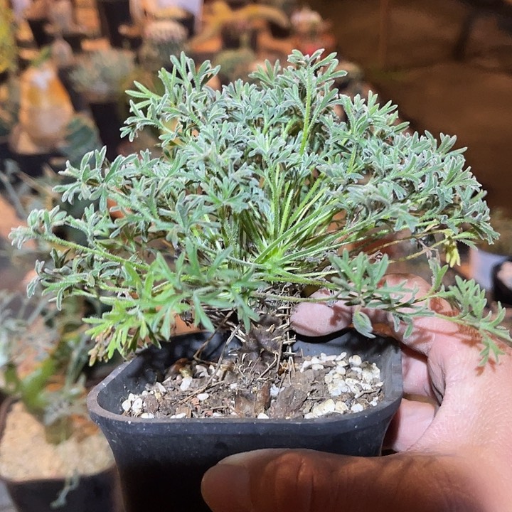 满38包邮2天凑单，脱土晾根年后发货多肉豪猪杨葵