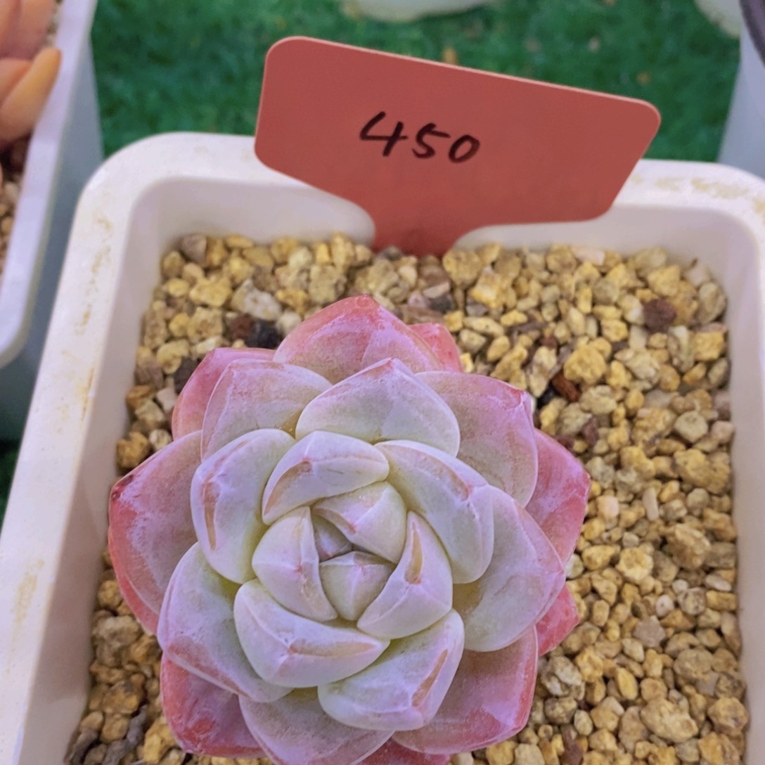 清货转场，一物一拍，看准