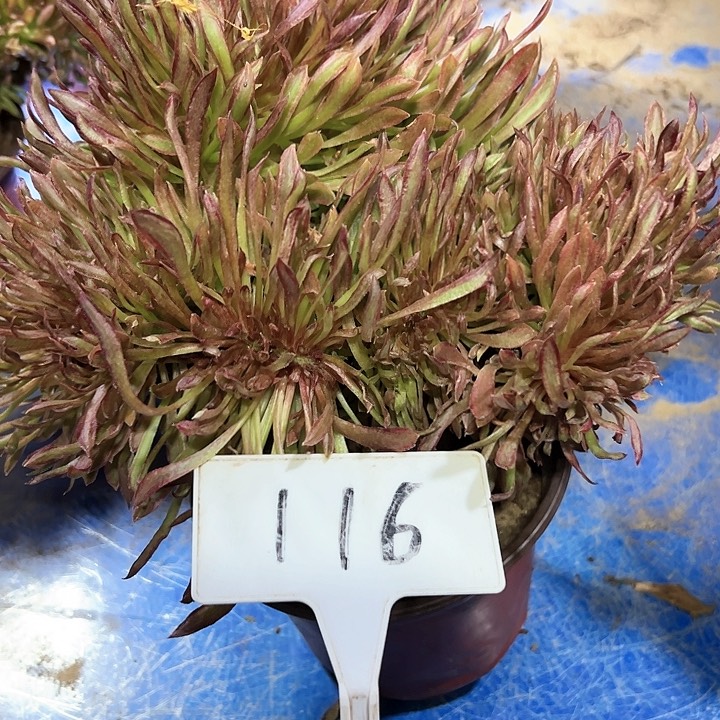 多肉植物红珊瑚缀花