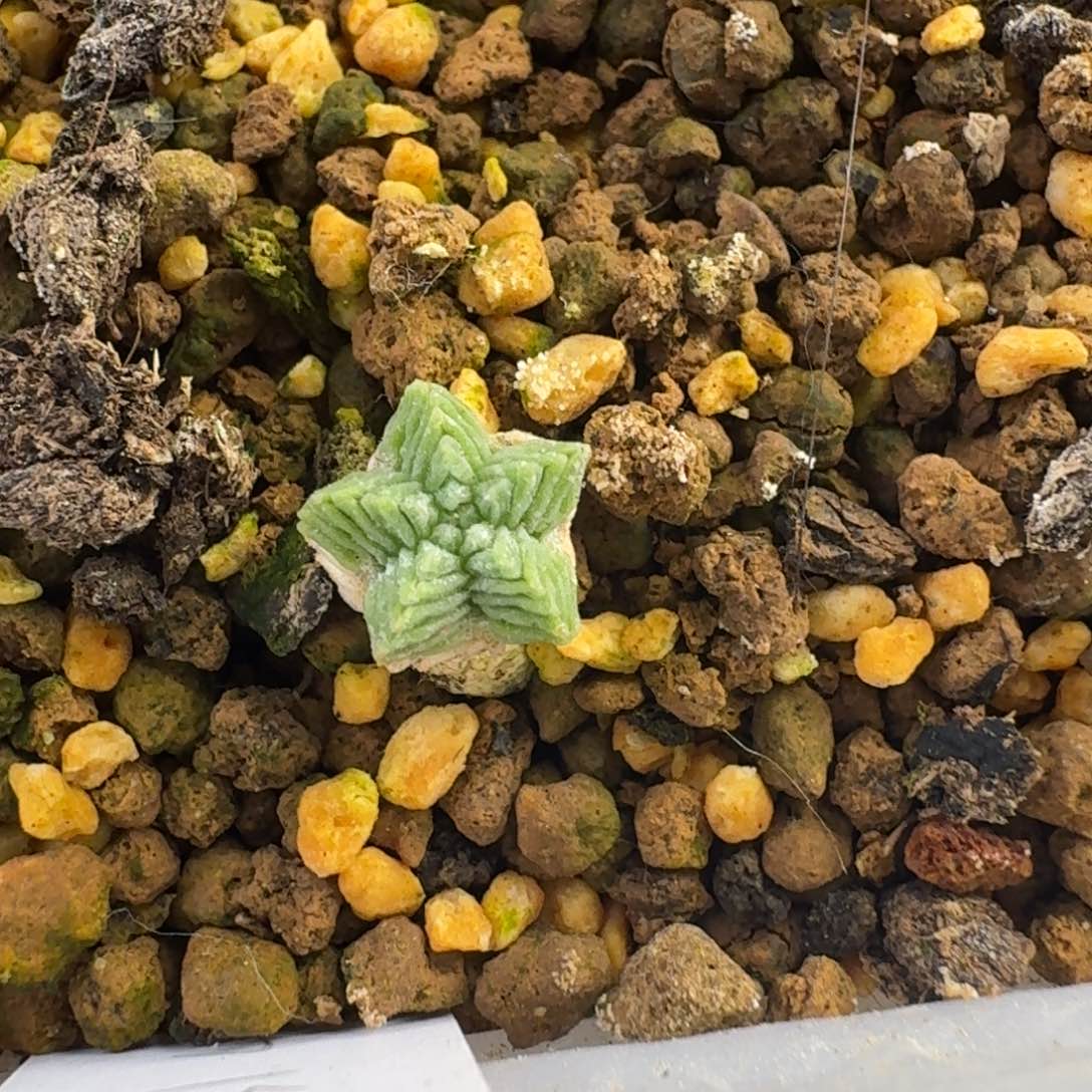 实生五星花笼哈哈哈