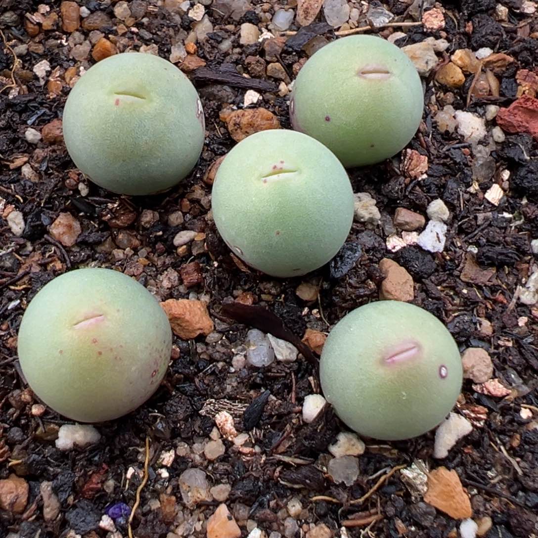 1.12好看的多肉619