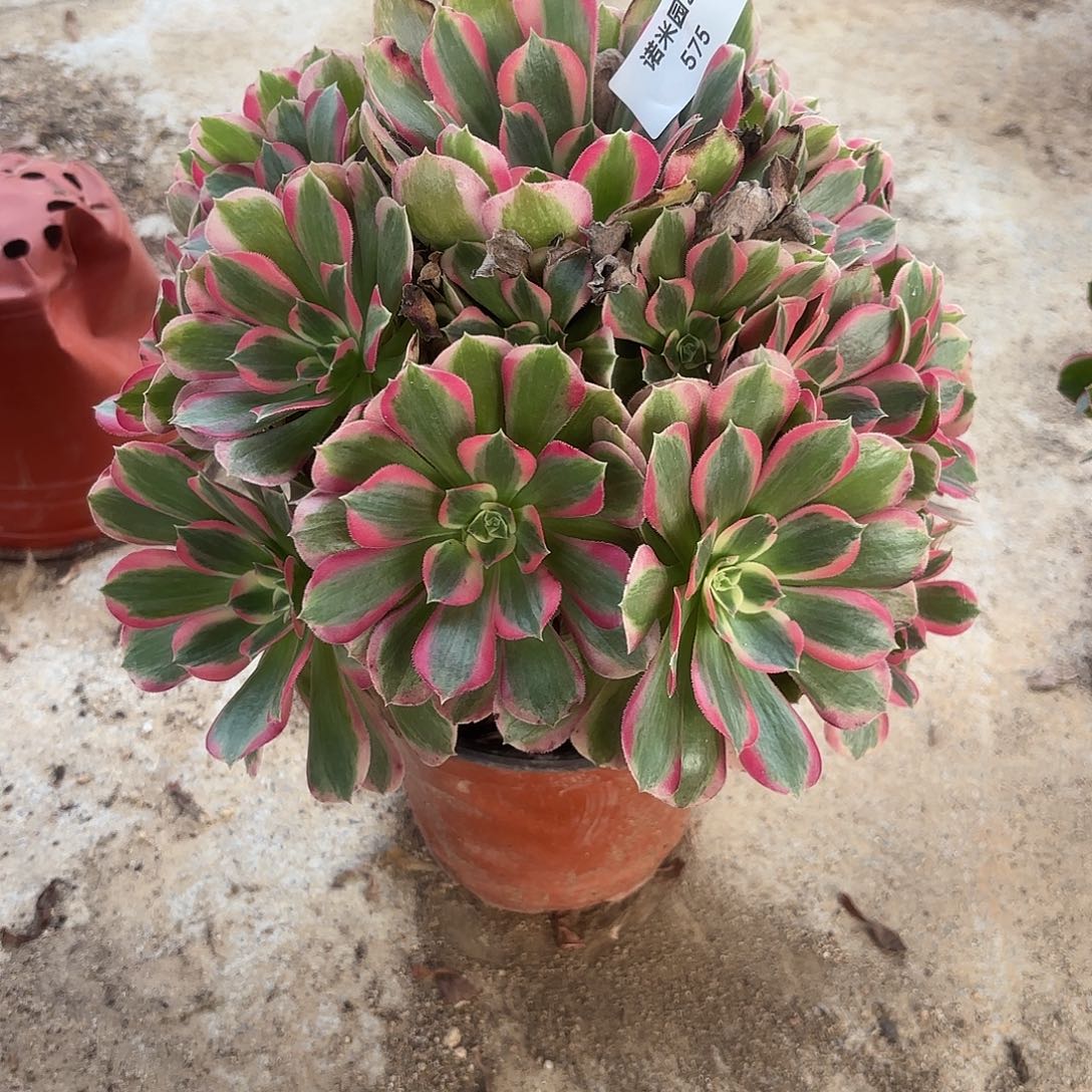 七彩石手捧多肉植物575