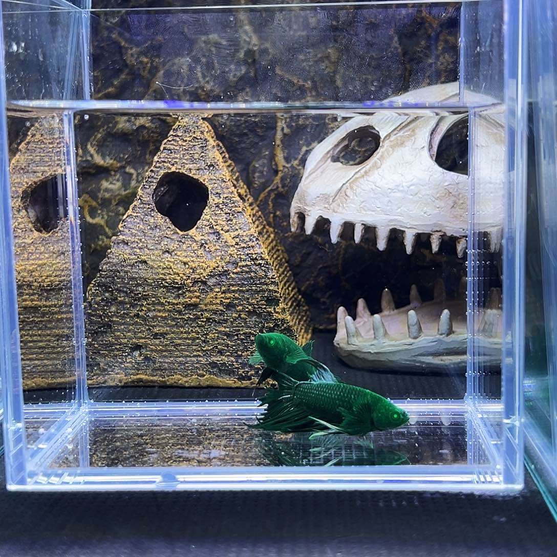 斗鱼精品精品精品精品精品