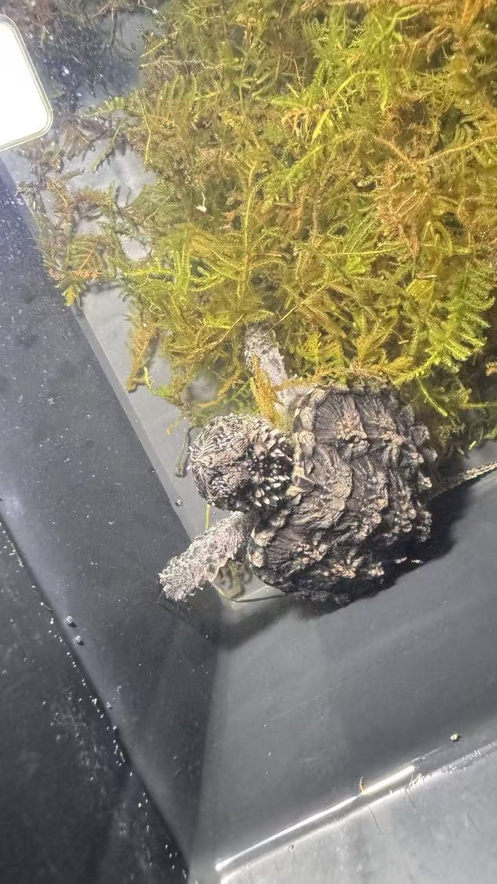 【直播精选】观赏龟人工养殖小乌龟宠物龟