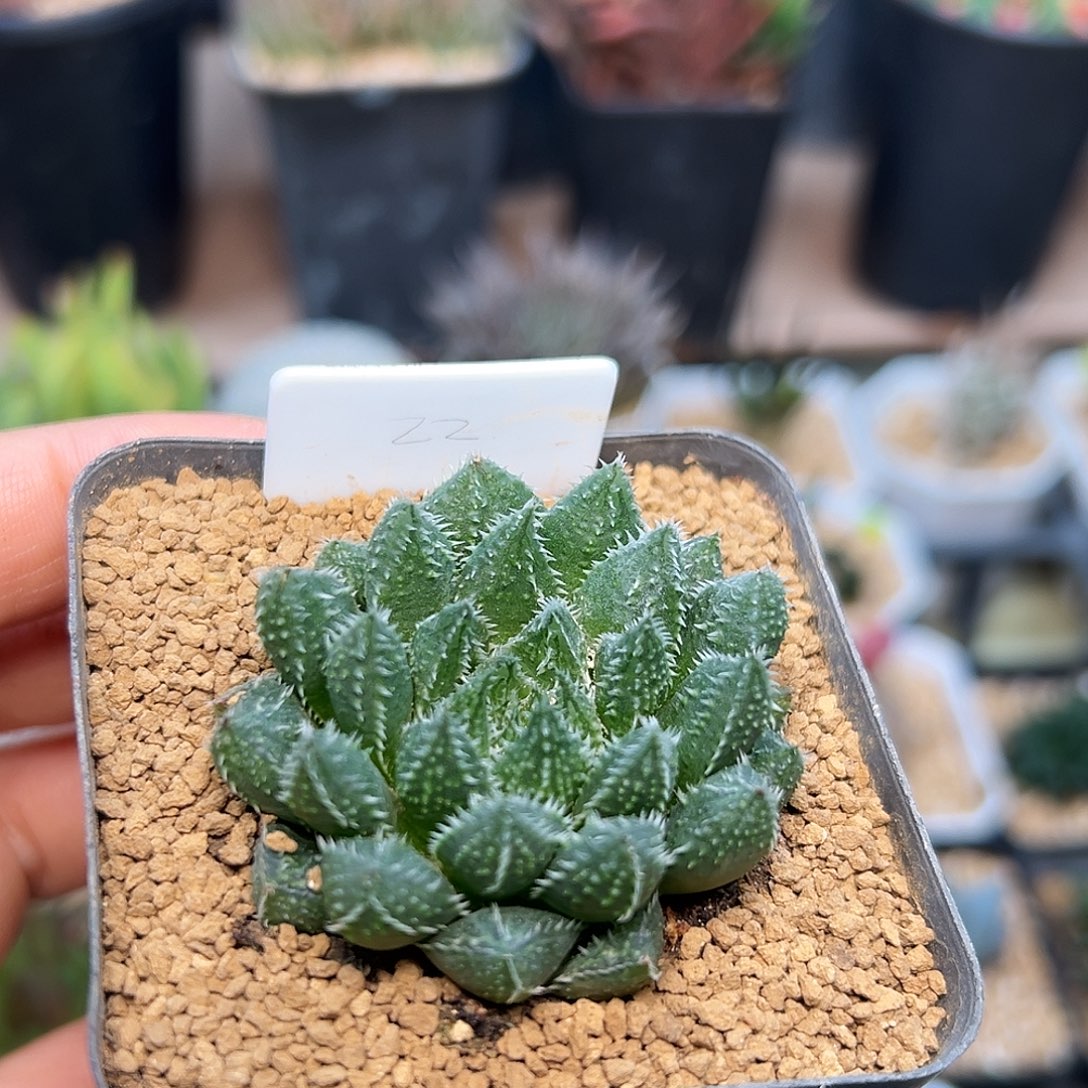 椒***鸡硬叶龙角十二卷一颗