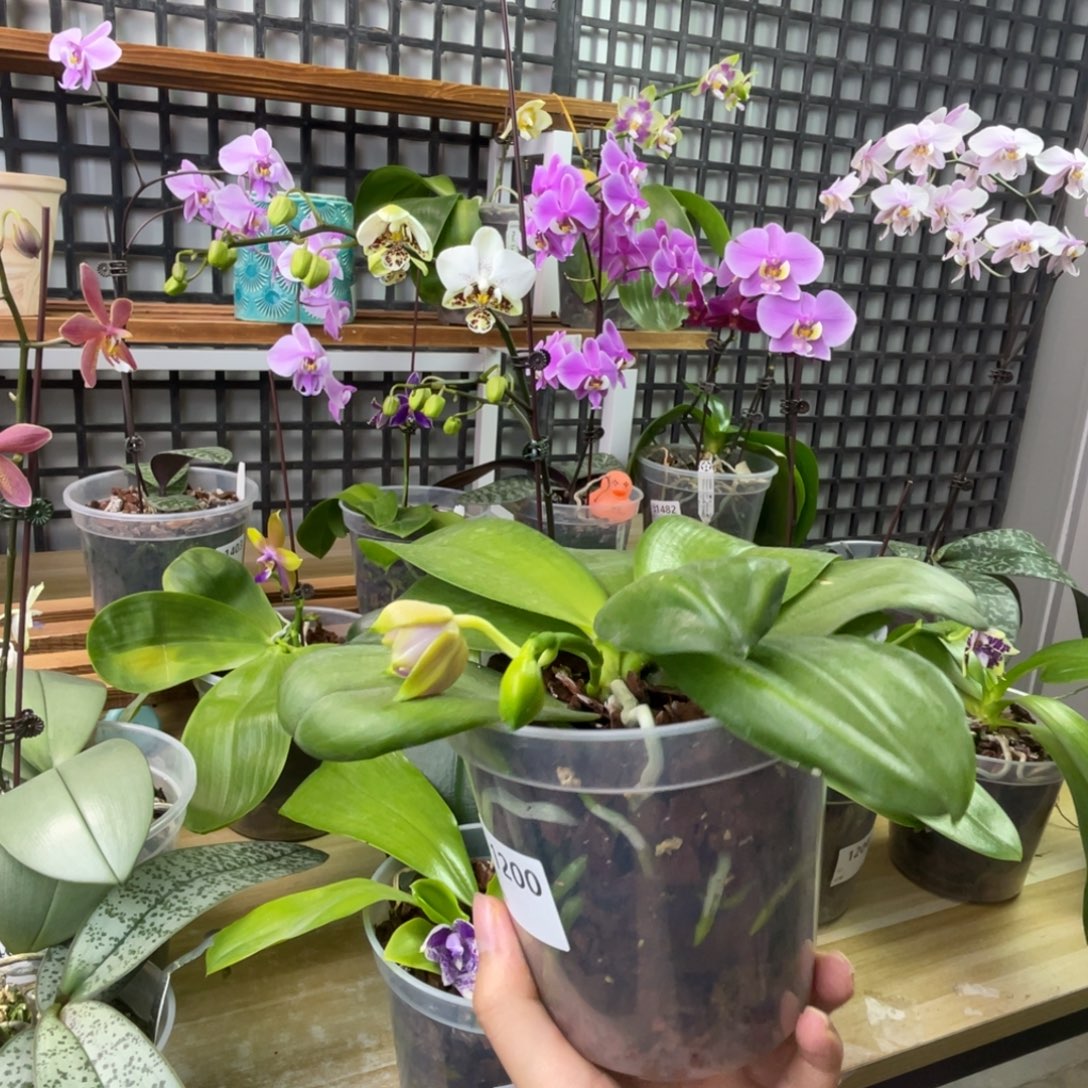 d***m完全开放反射龙交71-1200