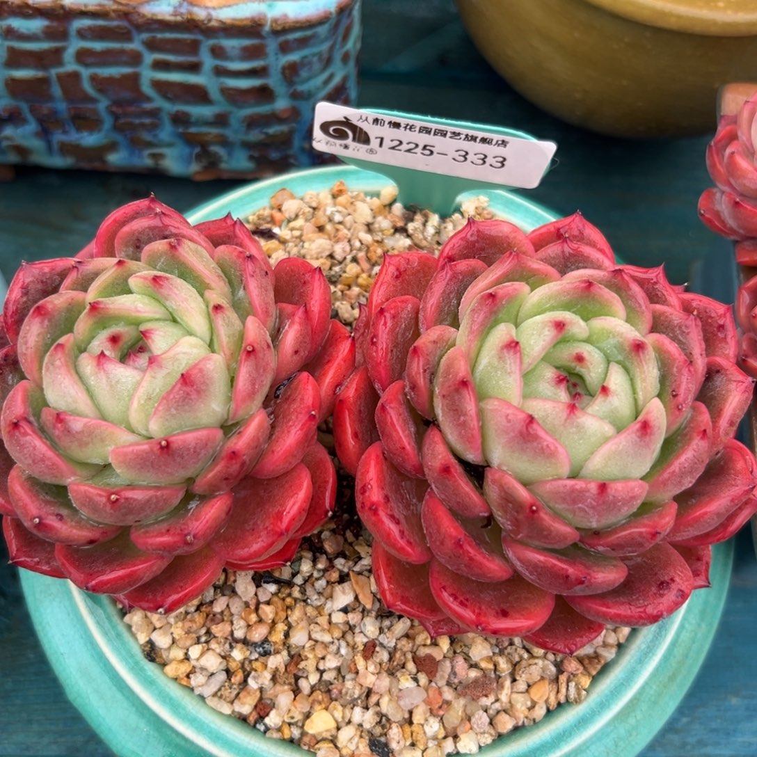 从前慢花园多肉编号1225-333