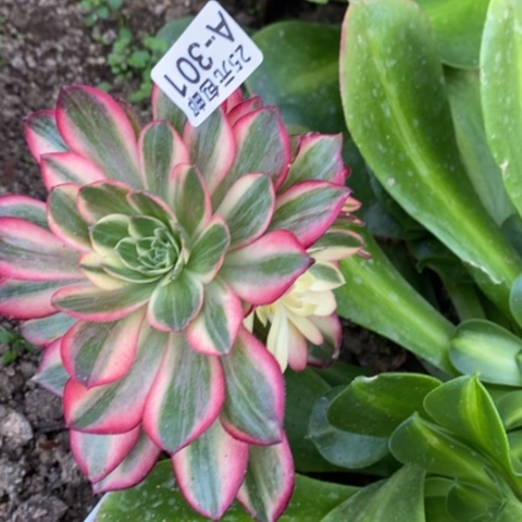 301嫁接黑魔锦满25包邮多肉