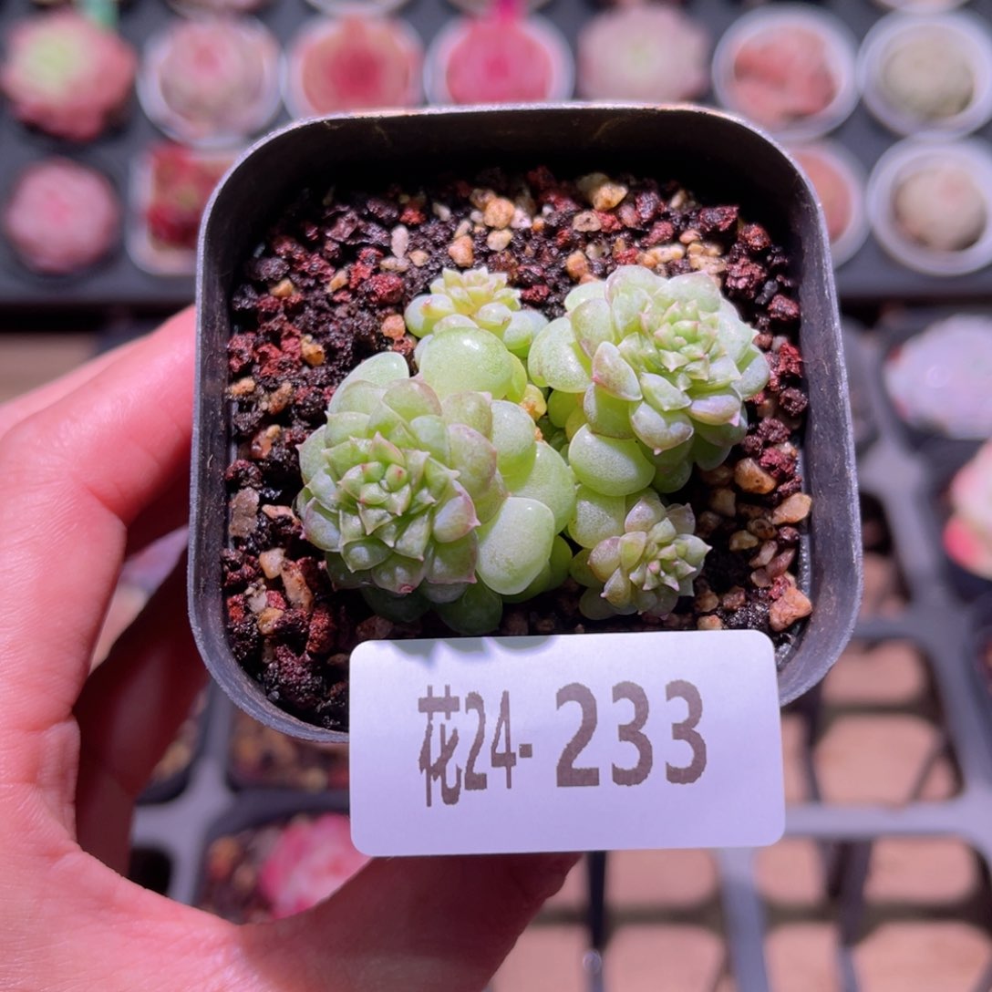 花利美24-233新品