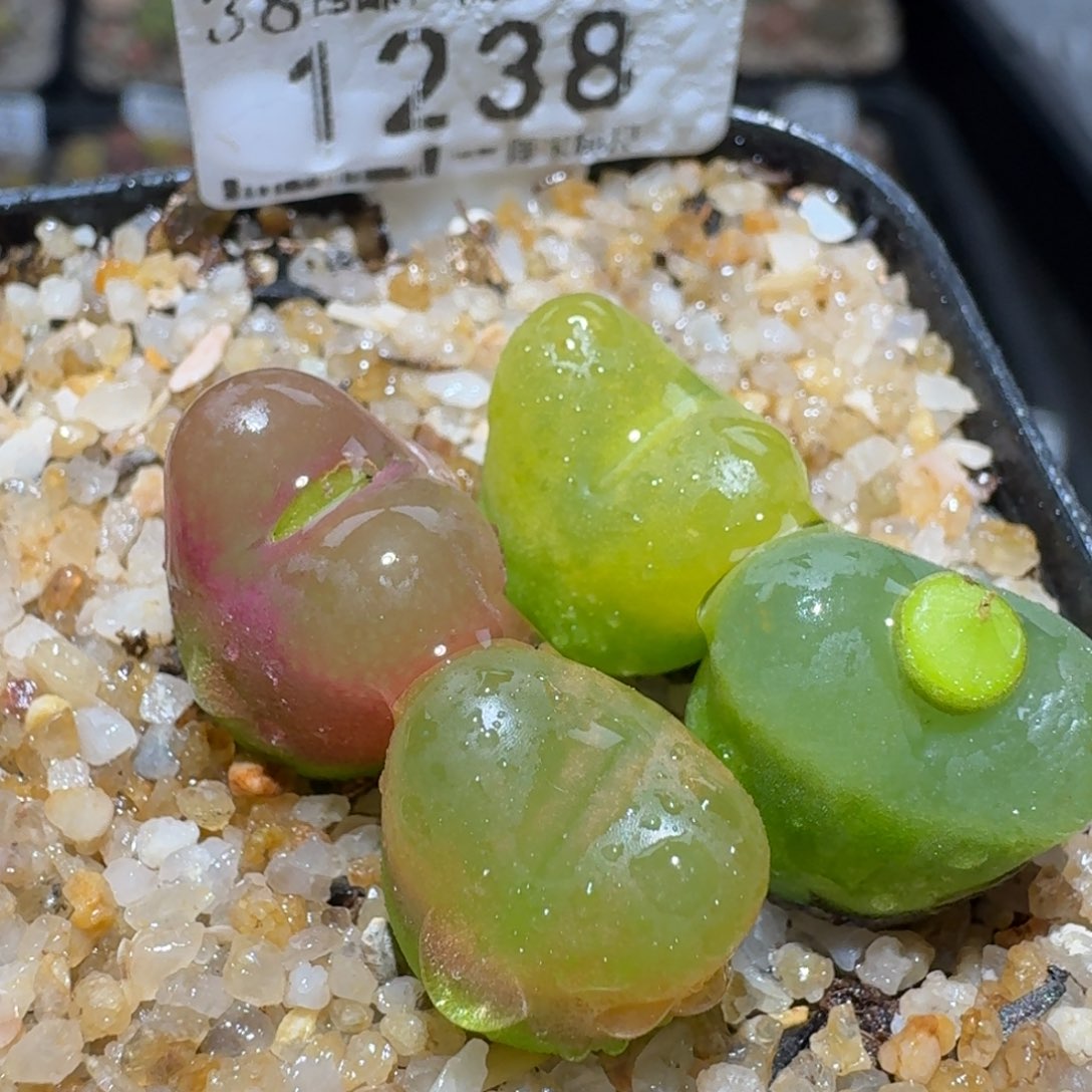 zz好看生石花便宜了1238