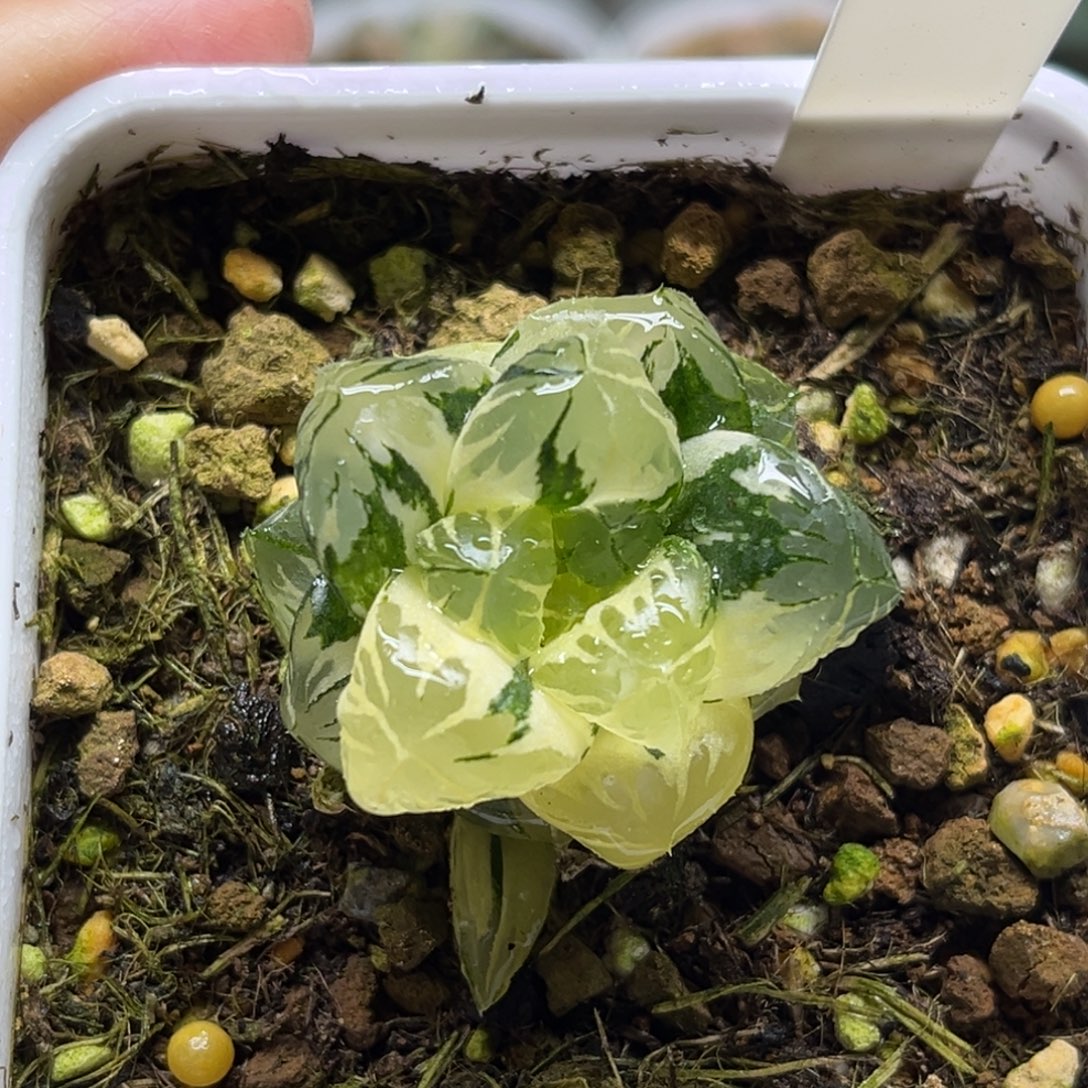 41水晶灯玉露锦福利专场