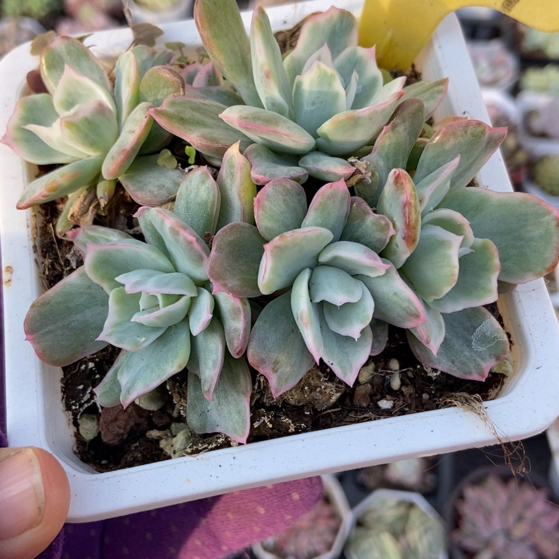 1857伯克利锦多肉植物