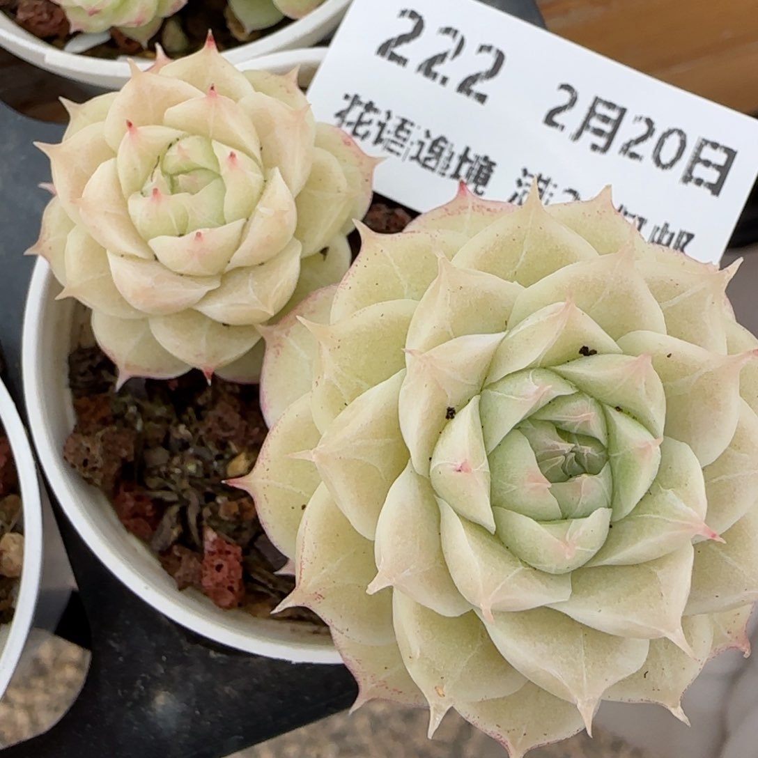 花语逸境0220-222