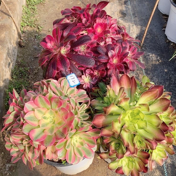 172粉女巫，美杜莎，韶华多肉