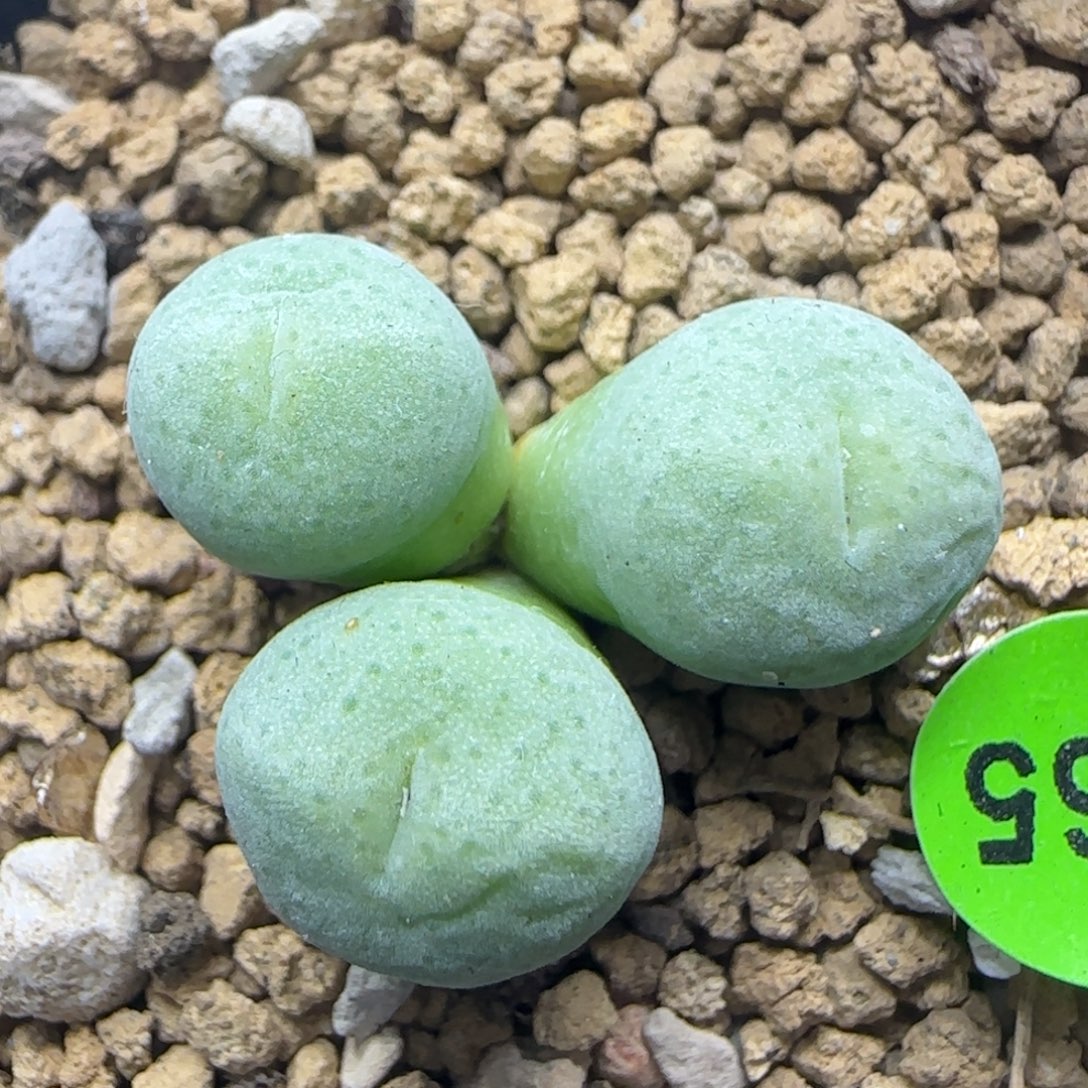 青春痘群多肉植物265