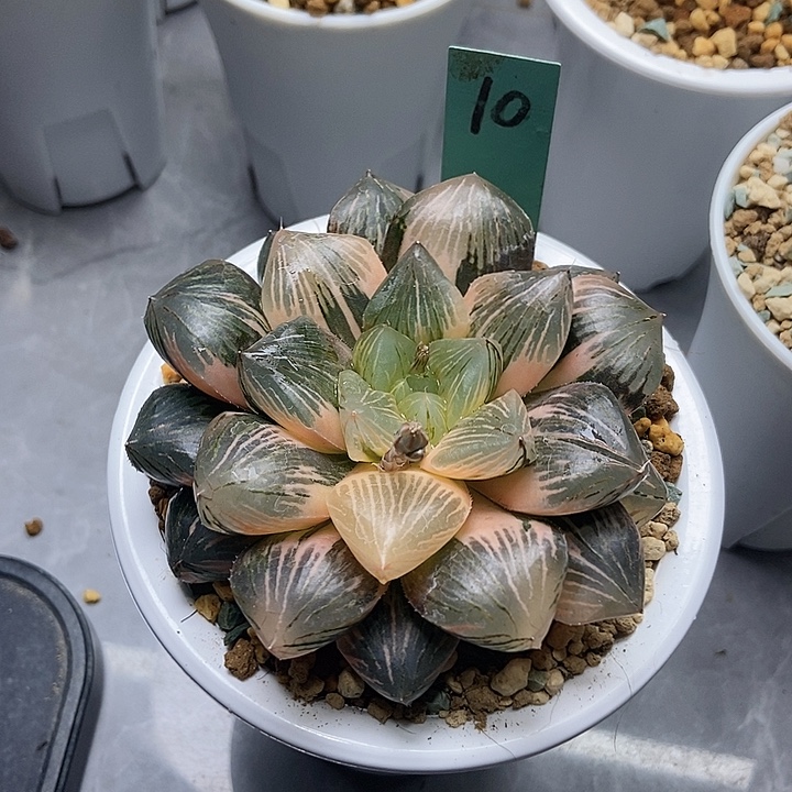 琥***珀10 玉潭寿锦大11111