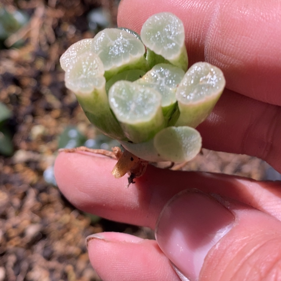 3179 一颗糊斑万象锦 点赞福利