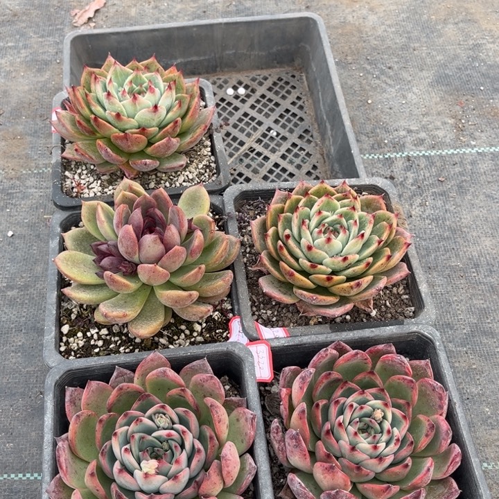 用***0骆驼珍妮两颗巧克力篝火