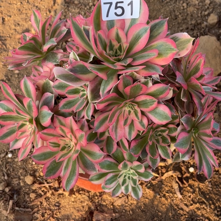 无花朵751粉女巫对肉植物