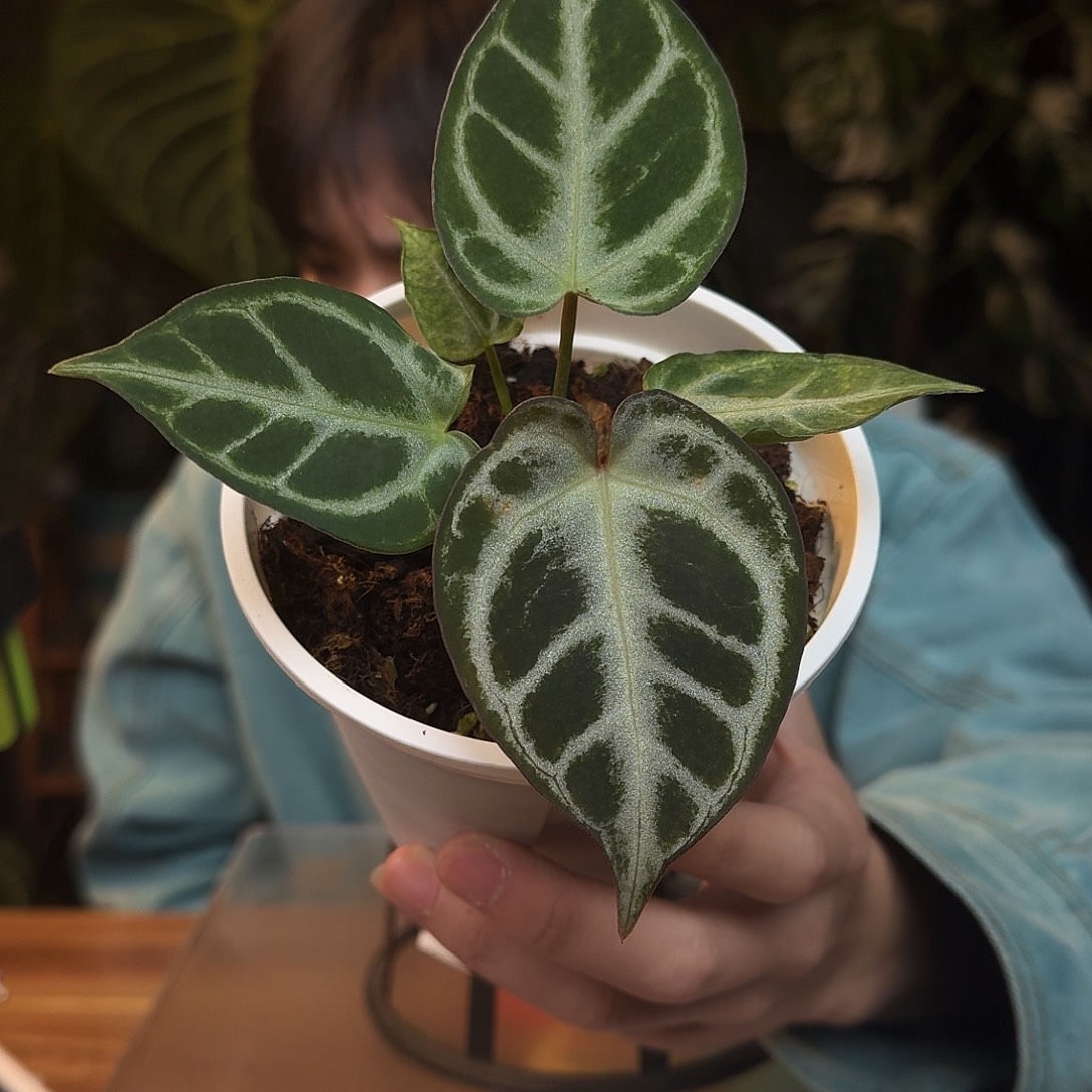 完全开放C36超级银杂skg灰