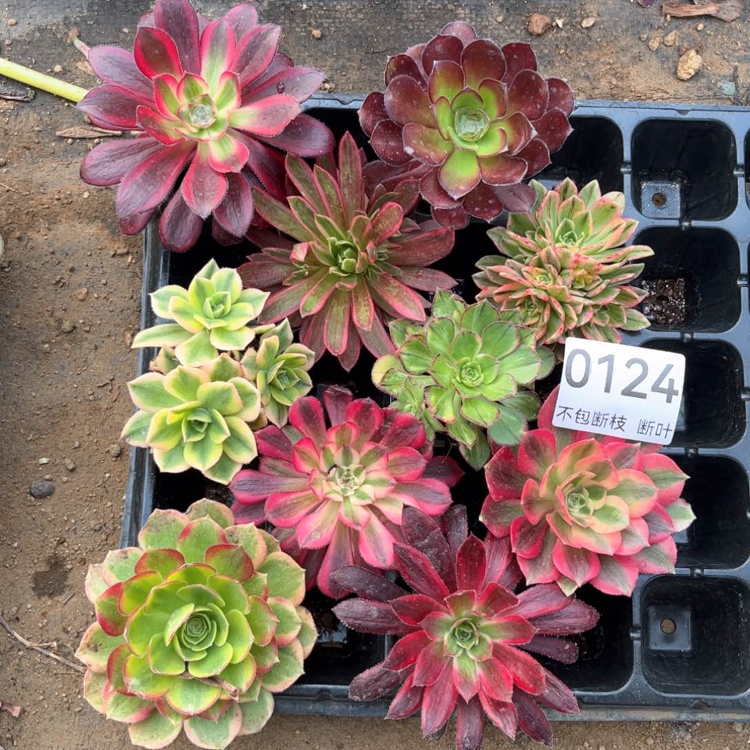 124号，10棵法师，包邮