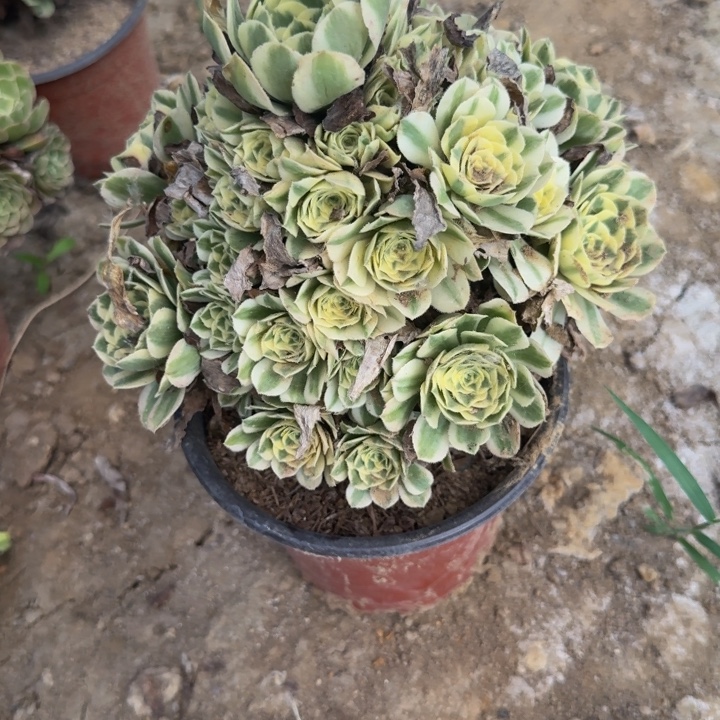 红***果570迈巴赫 多肉植物