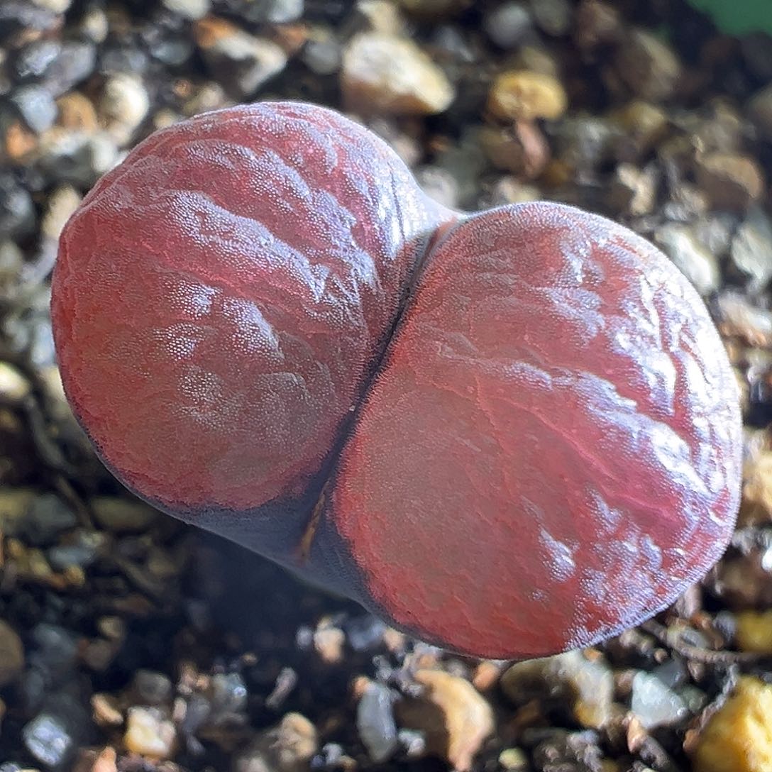 328#。   赤焰杂交。    