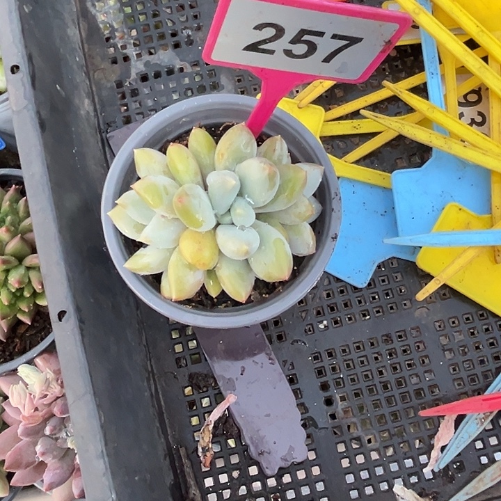 多肉植物胖体哥特257