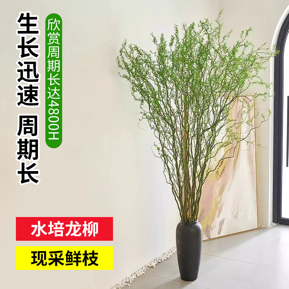 水培植物龙柳鲜枝切花水养侘寂风绿植南天竹雪柳干枝室内吊钟盆栽