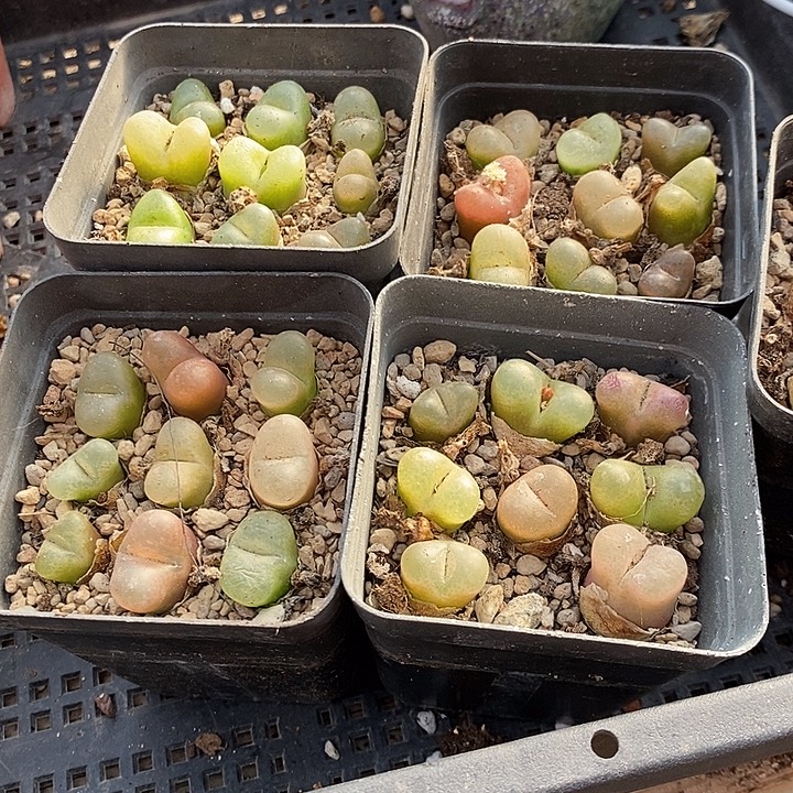 618毛汉尼一盒。           