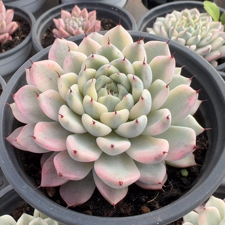 冰***2妲己锦一物一拍锦龙