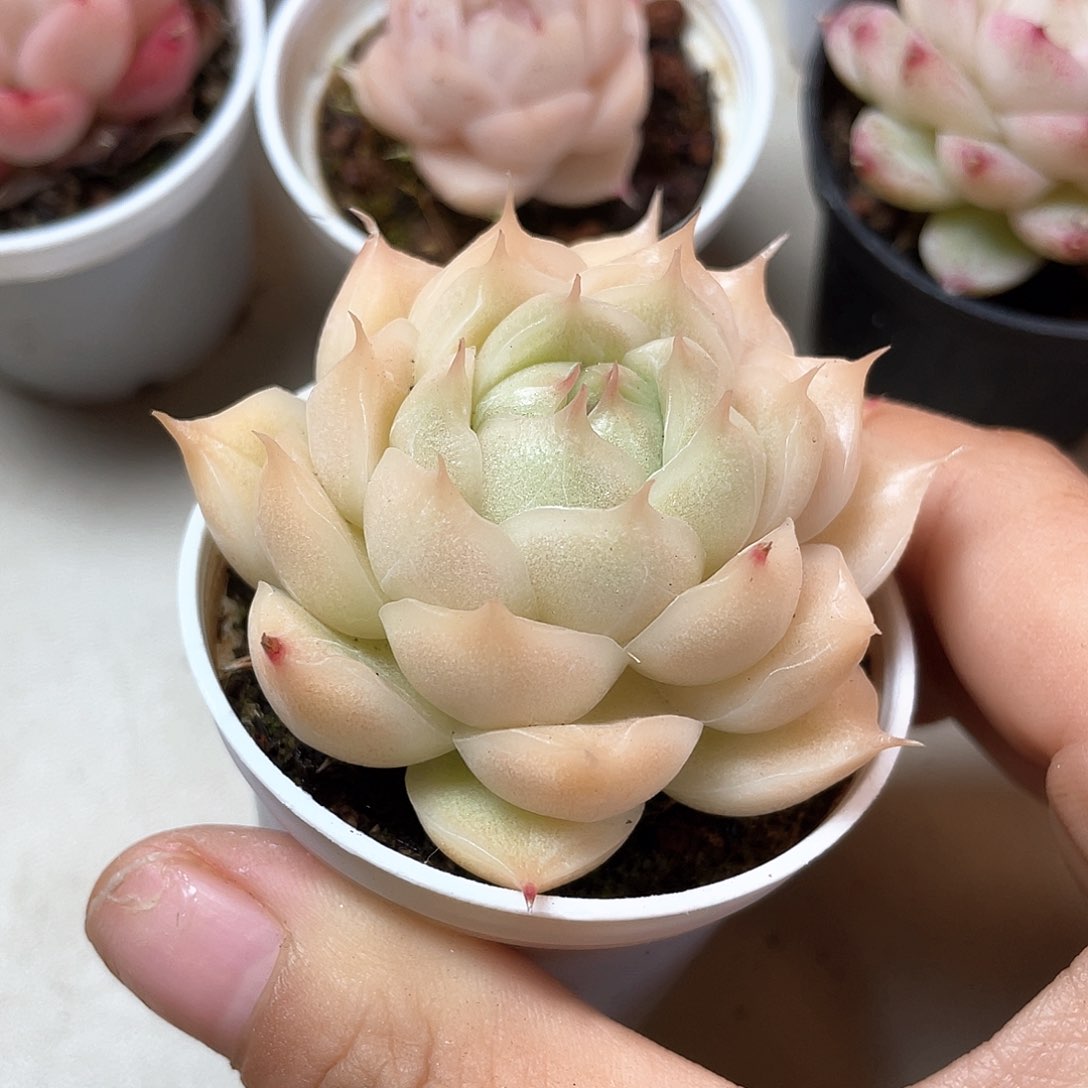 优选麦秆福利9117