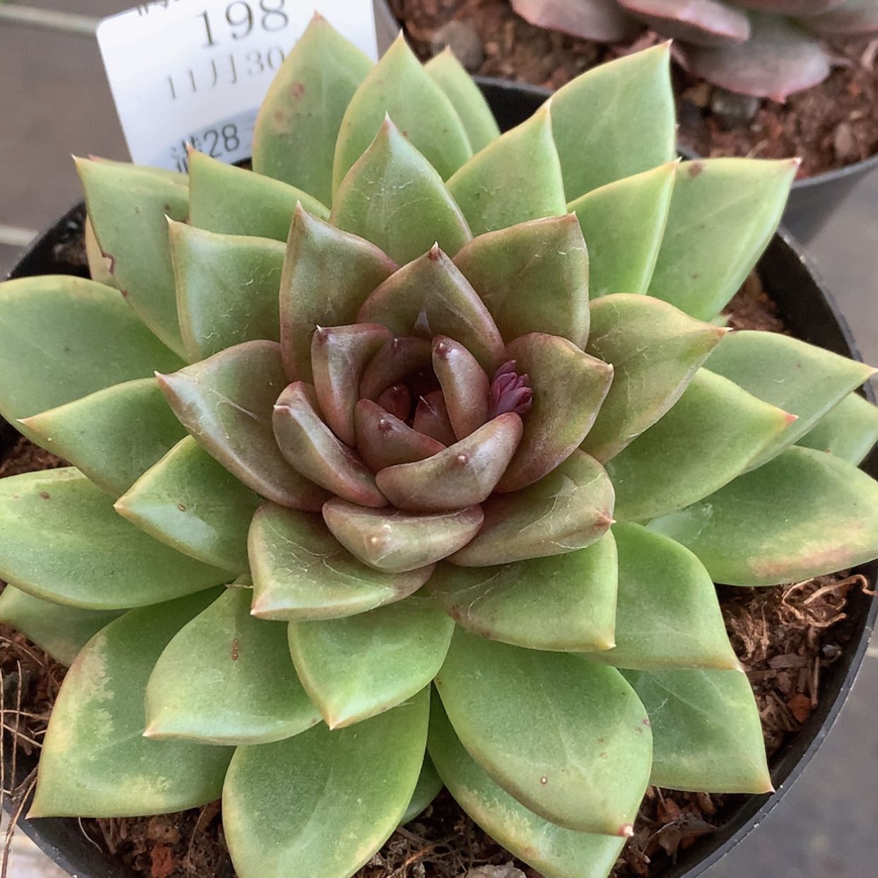 【闪购商品】云198号