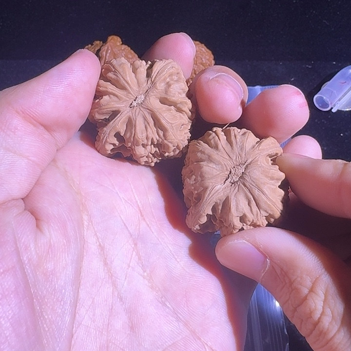 文玩核桃吊坠36尺寸的白狮子