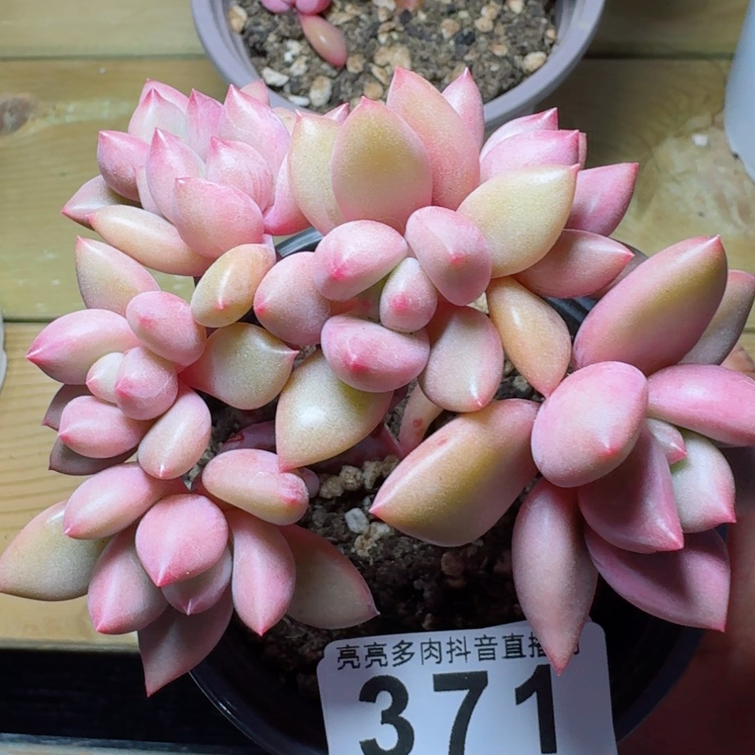 桃花源缀化       精品多肉