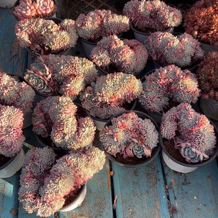 精品多肉植物老桩海棠花缀