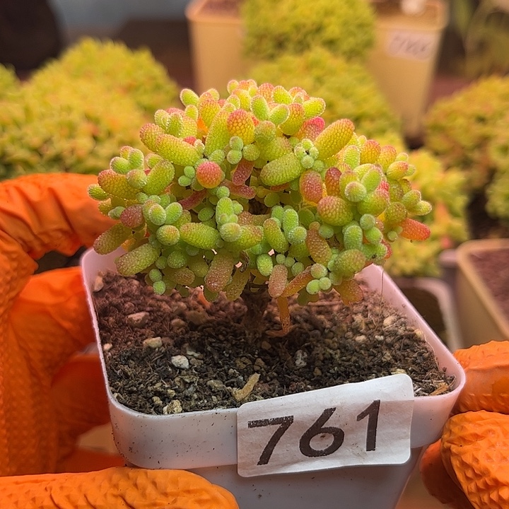 无花朵761金桔糖球