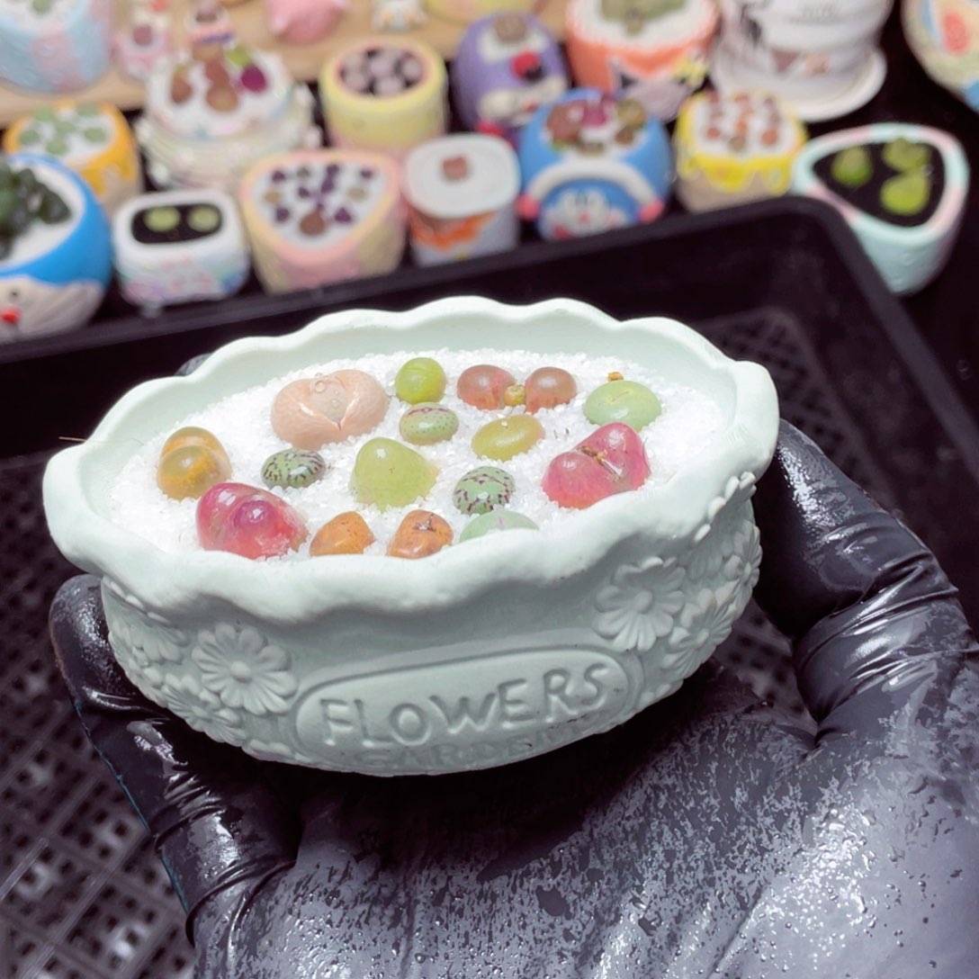 w5148--带盆土发货，零下地区拍保温箱