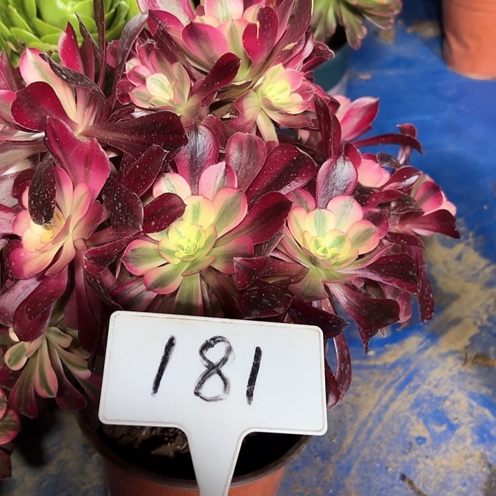 多肉植物美杜莎法师