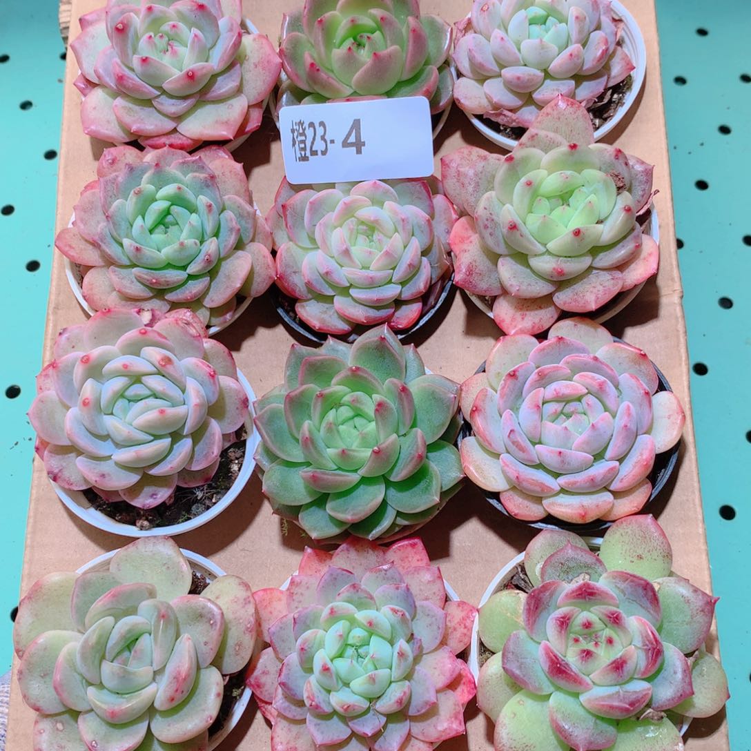 23-4一物一拍多肉带盆18颗
