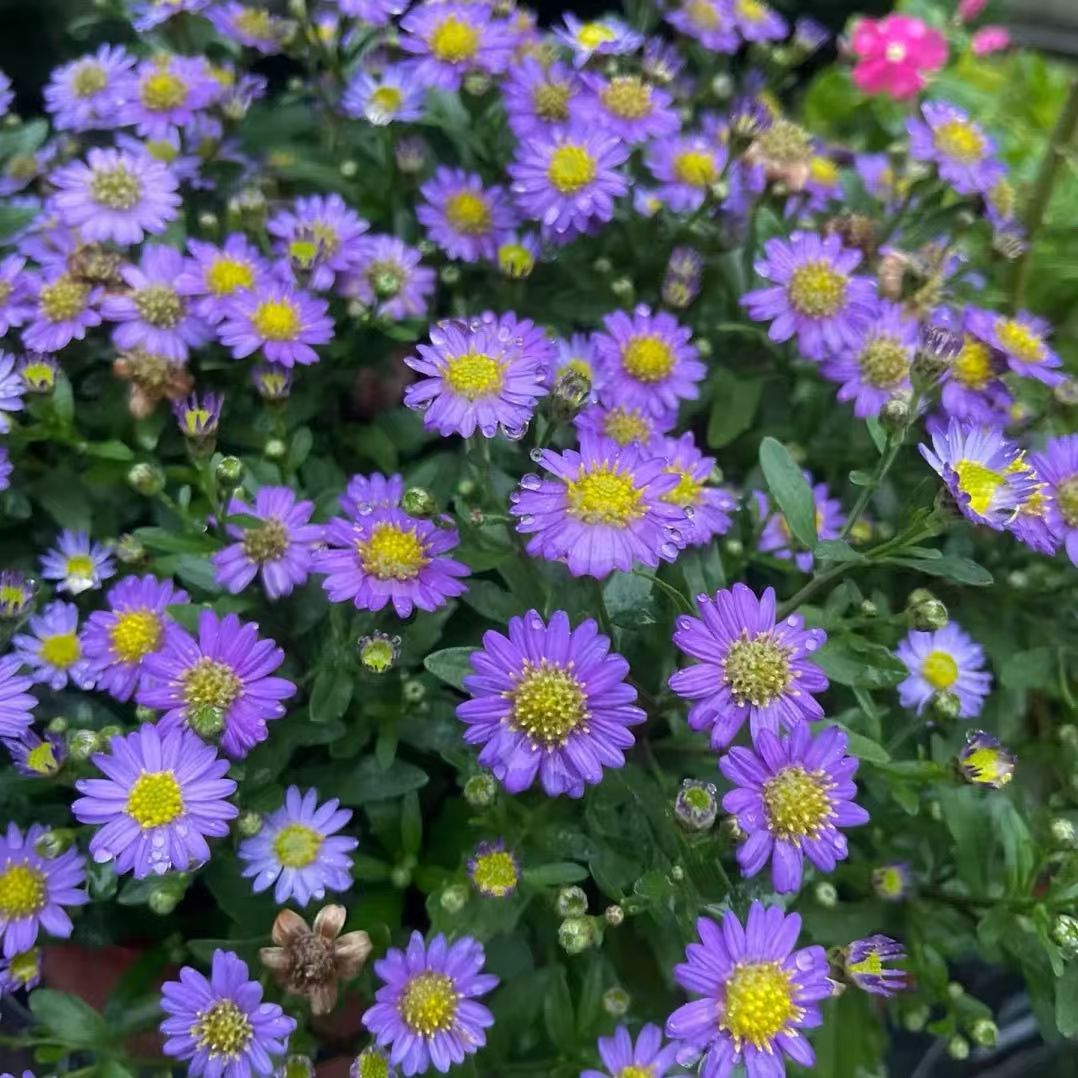 野甘菊日落花卉盆栽多年生宿根耐高温耐寒地栽多季开花花量大