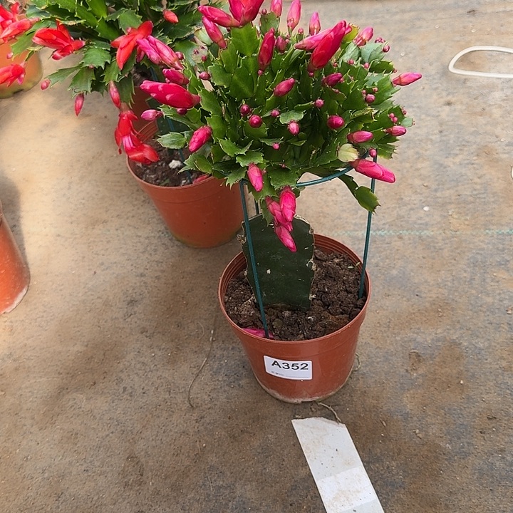 十***六大部分开放少量花苞352嫁接玫红